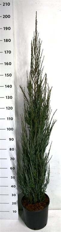 Juniperus s. 'Blue Arrow'