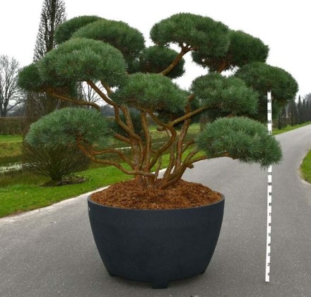 Pinus sylv. 'Argentea'