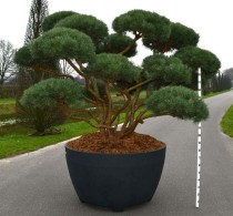 Pinus sylv. 'Argentea'