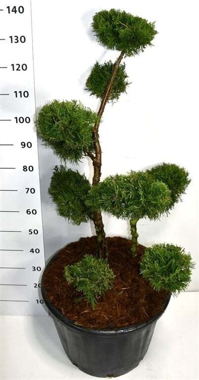 Juniperus chin. 'Kuriwao Gold'