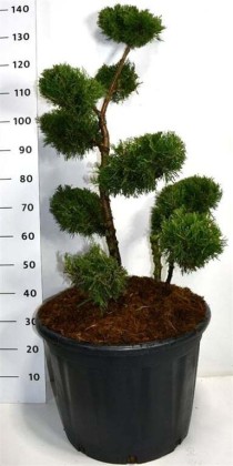 Juniperus chin. 'Kuriwao Gold'