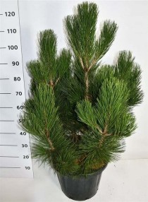 Pinus heldreichii 'Malinki'