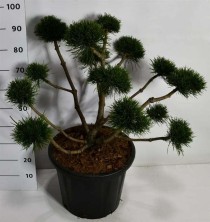 Pinus mugo mugo