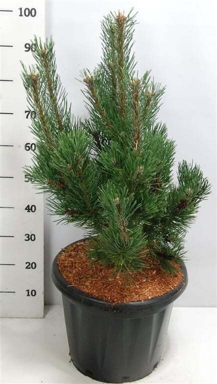 Pinus mugo 'Rigi'