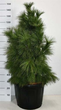 Pinus schwerinii 'Wiethorst'