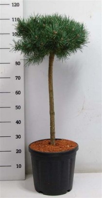 Pinus sylv. 'Martham'