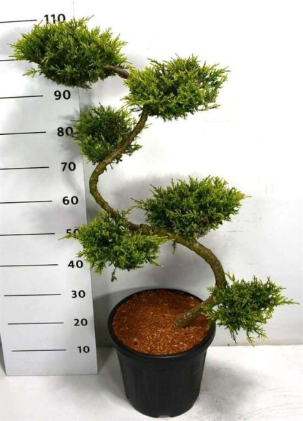 Juniperus pf. 'Wilhelm Pfitzer'