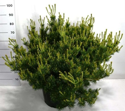 Pinus parviflora 'Iona'