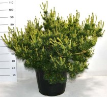 Pinus parviflora 'Iona'