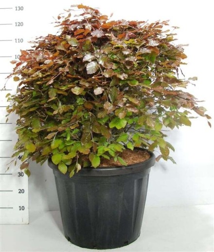 Fagus syl. 'Atropunicea'