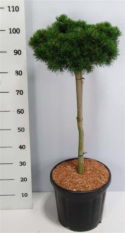 Pinus mugo 'Lilliput'