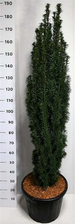 Taxus b. 'Fastigiata Robusta'