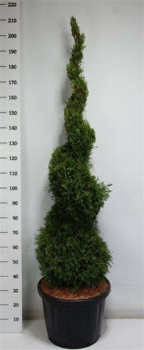 Thuja occ. 'Smaragd'