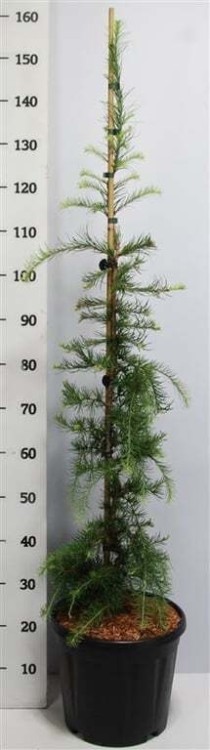 Larix kaempf. 'Stiff Weeper'