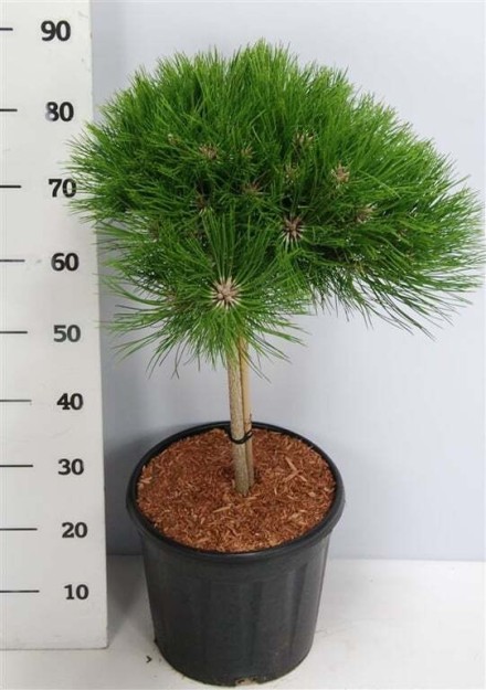 Pinus nigra 'Marie Bregeon'