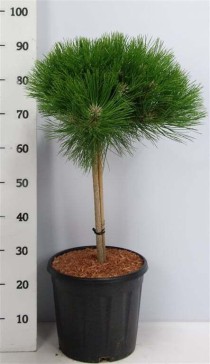 Pinus nigra 'Marie Bregeon'