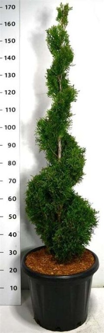 Thuja occ. 'Smaragd'