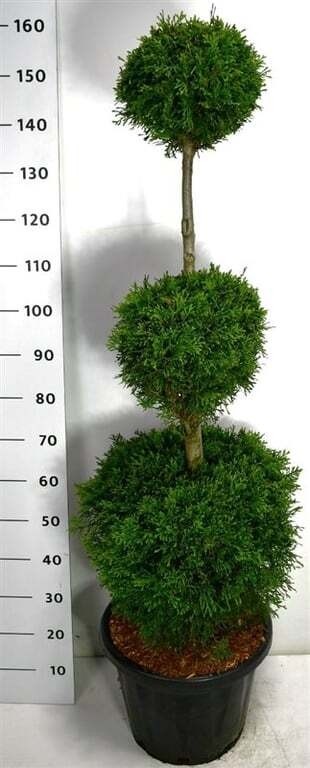 Thuja occ. 'Smaragd'