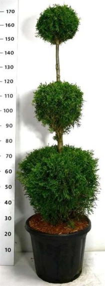 Thuja occ. 'Smaragd'