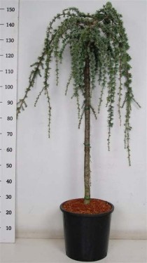Cedrus atl. 'Glauca Pendula'