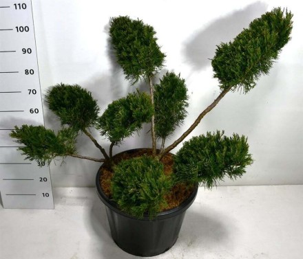Juniperus pfitzeriana 'Mint Julep'