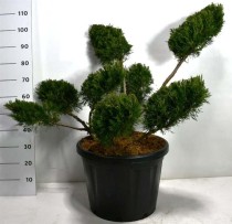 Juniperus pfitzeriana 'Mint Julep'