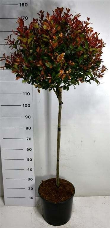 Photinia fraseri Carré Rouge