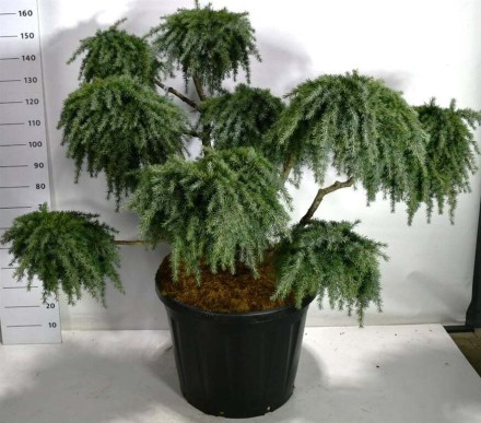 Cedrus deod. 'Feelin' Blue'