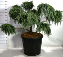 Cedrus deod. 'Feelin' Blue'