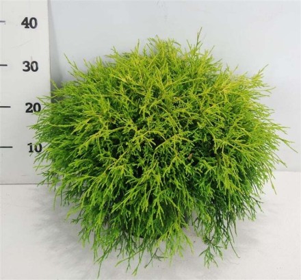 Chamaecyparis p. 'Sungold'