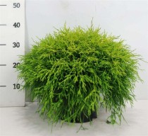 Chamaecyparis p. 'Sungold'