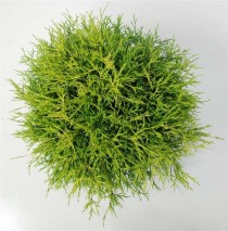 Chamaecyparis p. 'Sungold'