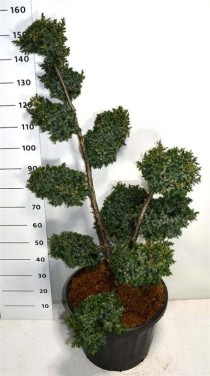 Juniperus chin. 'Blue Alps'