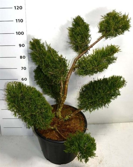 Juniperus chin. 'Kuriwao Gold'