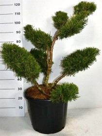 Juniperus chin. 'Kuriwao Gold'
