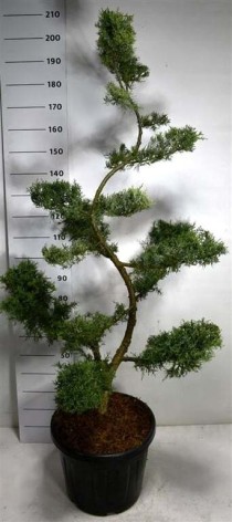 Juniperus pf. 'Pfitzeriana Glauca'