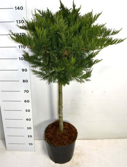 Juniperus sabina 'Tamariscifolia'