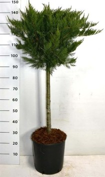 Juniperus sabina 'Tamariscifolia'