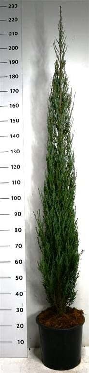 Juniperus s. 'Blue Arrow'