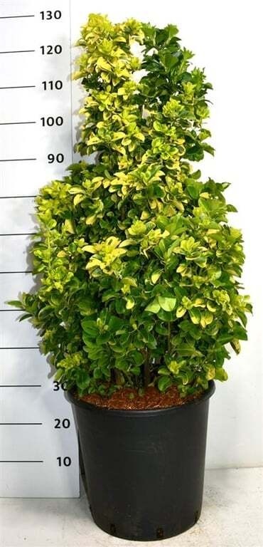 Euonymus jap. 'Aureus'