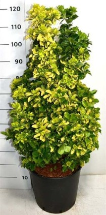Euonymus jap. 'Aureus'