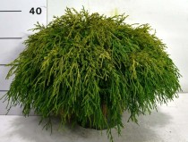 Chamaecyparis p. 'Sungold'