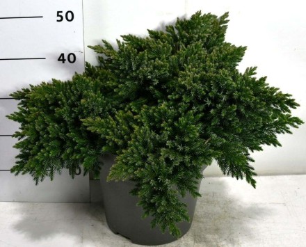 Juniperus squamata 'Blue Star'