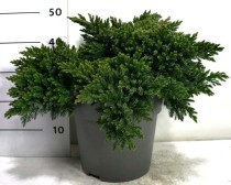 Juniperus squamata 'Blue Star'