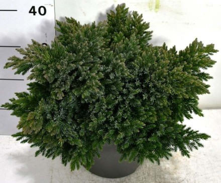 Juniperus squamata 'Blue Star'
