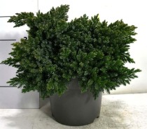 Juniperus squamata 'Blue Star'