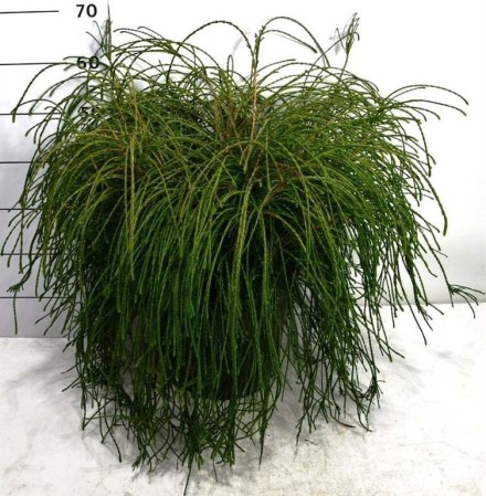 Thuja pl. 'Whipcord'