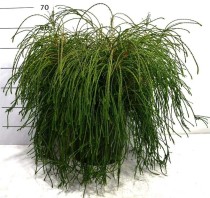 Thuja pl. 'Whipcord'