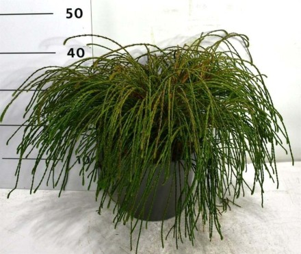 Thuja pl. 'Whipcord'