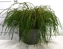 Thuja pl. 'Whipcord'